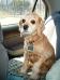 <img56*0:stuff/z/169023/puppies%2521%2521%2521/i1245105740_19.jpg>