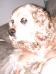 <img56*0:stuff/z/169023/puppies%2521%2521%2521/i1245105740_23.jpg>