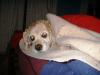 <img100*0:stuff/z/169023/puppies%2521%2521%2521/i1245105740_25.jpg>