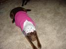 <img0*100:stuff/z/169023/puppies%2521%2521%2521/i1245105741_29.jpg>