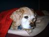 <img100*0:stuff/z/169023/puppies%2521%2521%2521/i1245105741_31.jpg>