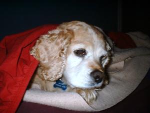 <img300*0:stuff/z/169023/puppies%2521%2521%2521/i1245105741_31.jpg>