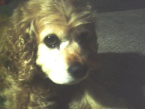 <img300*0:stuff/z/169023/puppies%2521%2521%2521/i1245105741_32.jpg>