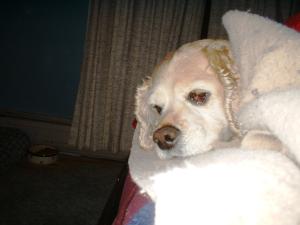<img300*0:stuff/z/169023/puppies%2521%2521%2521/i1245105741_33.jpg>