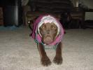 <img0*100:stuff/z/169023/puppies%2521%2521%2521/i1245105741_35.jpg>