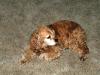 <img100*0:stuff/z/169023/puppies%2521%2521%2521/i1245105741_37.jpg>