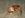 <img25*0:http://elftown.heddate.com/stuff/z/169023/puppies%2521%2521%2521/i1245105741_37.jpg>