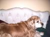 <img100*0:stuff/z/169023/puppies%2521%2521%2521/i1245105741_38.jpg>