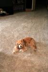 <img100*0:stuff/z/169023/puppies%2521%2521%2521/i1245105741_39.jpg>