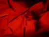 <img100*0:stuff/z/169023/red%252017/i1263582460_9.jpg>