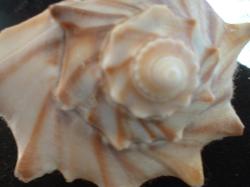 <img250*0:stuff/z/169023/seashells%25202/i1255991742_1.jpg>