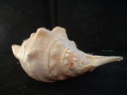 <img250*0:stuff/z/169023/seashells%25202/i1255991742_2.jpg>