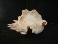 <img250*0:stuff/z/169023/seashells%25202/i1255991742_3.jpg>