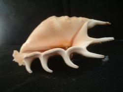 <img250*0:stuff/z/169023/seashells%25202/i1255991742_4.jpg>