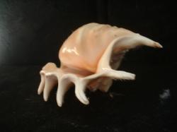 <img250*0:stuff/z/169023/seashells%25202/i1255991743_10.jpg>