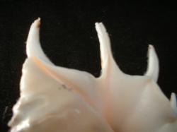 <img250*0:stuff/z/169023/seashells%25202/i1255991743_11.jpg>