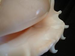 <img250*0:stuff/z/169023/seashells%25202/i1255991743_12.jpg>
