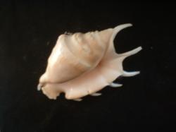 <img250*0:stuff/z/169023/seashells%25202/i1255991743_13.jpg>