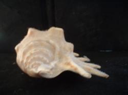 <img250*0:stuff/z/169023/seashells%25202/i1255991743_14.jpg>