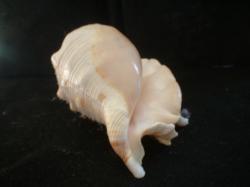 <img250*0:stuff/z/169023/seashells%25202/i1255991743_5.jpg>