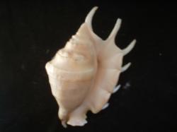 <img250*0:stuff/z/169023/seashells%25202/i1255991743_7.jpg>