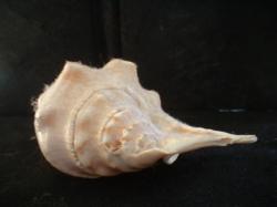 <img250*0:stuff/z/169023/seashells%25202/i1255991743_8.jpg>