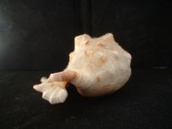 <img250*0:stuff/z/169023/seashells%25202/i1255991743_9.jpg>