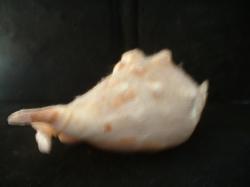 <img250*0:stuff/z/169023/seashells%25202/i1255991744_15.jpg>