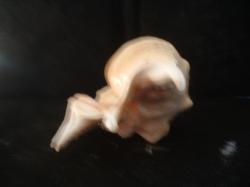 <img250*0:stuff/z/169023/seashells%25202/i1255991744_16.jpg>