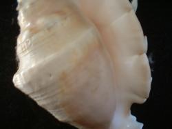 <img250*0:stuff/z/169023/seashells%25202/i1255991744_17.jpg>