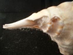 <img250*0:stuff/z/169023/seashells%25202/i1255991744_18.jpg>