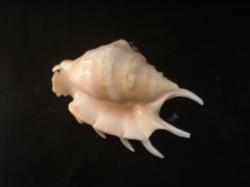 <img250*0:stuff/z/169023/seashells%25202/i1255991744_19.jpg>