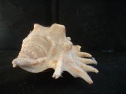 <img250*0:stuff/z/169023/seashells%25202/i1255991744_20.jpg>