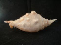 <img250*0:stuff/z/169023/seashells%25202/i1255991744_21.jpg>