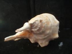 <img250*0:stuff/z/169023/seashells%25202/i1255991744_22.jpg>