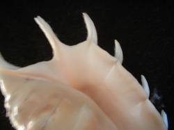 <img250*0:stuff/z/169023/seashells%25202/i1255991744_23.jpg>