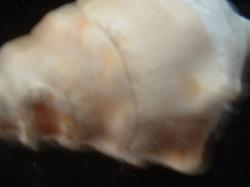 <img250*0:stuff/z/169023/seashells%25202/i1255991744_24.jpg>