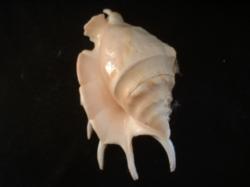 <img250*0:stuff/z/169023/seashells%25202/i1255991745_25.jpg>