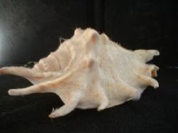 <img250*0:stuff/z/169023/seashells%25202/i1255991745_26.jpg>