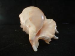 <img250*0:stuff/z/169023/seashells%25202/i1255991745_27.jpg>