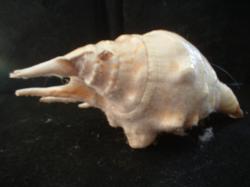 <img250*0:stuff/z/169023/seashells%25202/i1255991745_28.jpg>