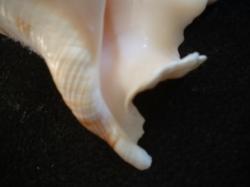 <img250*0:stuff/z/169023/seashells%25202/i1255991745_29.jpg>