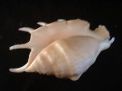 <img250*0:stuff/z/169023/seashells%25202/i1255991745_30.jpg>