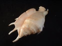 <img250*0:stuff/z/169023/seashells%25202/i1255991745_31.jpg>