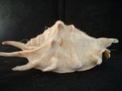 <img250*0:stuff/z/169023/seashells%25202/i1255991745_32.jpg>