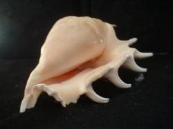 <img250*0:stuff/z/169023/seashells%25202/i1255991745_33.jpg>