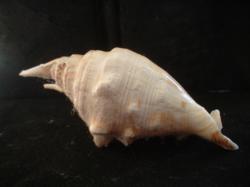<img250*0:stuff/z/169023/seashells%25202/i1255991745_34.jpg>