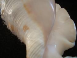 <img250*0:stuff/z/169023/seashells%25202/i1255991746_35.jpg>