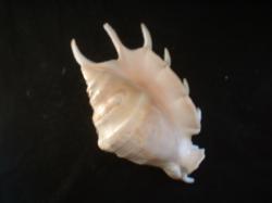<img250*0:stuff/z/169023/seashells%25202/i1255991746_36.jpg>