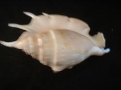<img250*0:stuff/z/169023/seashells%25202/i1255991746_37.jpg>